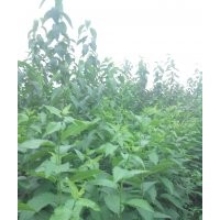 河北遷安市杜仲苗木1一5年苗20萬(wàn)株