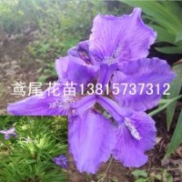 蝴蝶蘭鳶尾苗廠家直銷藍(lán)蝴蝶鳶尾