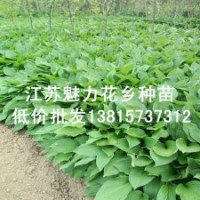 大量出售地被植物青葉玉簪苗紫玉簪花苗