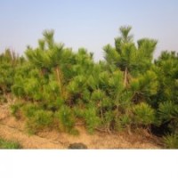 山東智誠黑松基地供應大量全規(guī)格黑松苗木