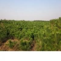 山東萬畝油松種植基地出售全規(guī)格油松 低價質優(yōu)