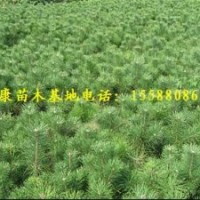 出手1米黑松苗1.3米黑松苗1.5米黑松樹苗