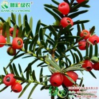 曼地亞紅豆杉（紫科一號）