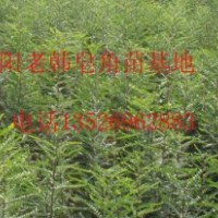 供應(yīng)皂角樹苗