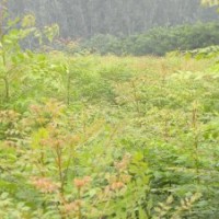 低價預定1-3米速生法桐苗 白蠟苗 國槐苗 北欒苗 垂柳苗