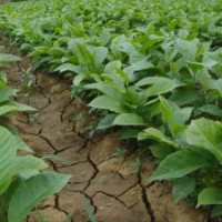 玉蘭價格_紅白黃紫玉蘭樹苗價格