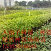 供應(yīng)大量鐵冬青苗白銀苗
