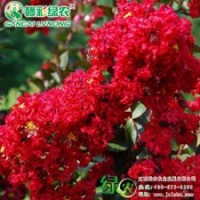 美國紅火箭紫薇