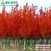 美國改良紅楓 夕陽紅楓 正宗紅楓樹苗 葉色美麗 樹形優(yōu)美 綠化彩