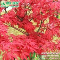中國紅楓 槭樹科雞爪槭 樹姿美觀 風雅別致 中國紅楓樹苗報價供應