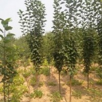 海棠小苗_河南海棠小苗價格