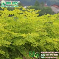 金葉刺槐 綠化小苗 彩葉樹小苗 金葉刺槐樹苗供應(yīng)包存活