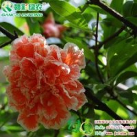 瑪瑙石榴 綠化苗木 彩葉樹小苗 瑪瑙石榴樹苗供應(yīng)包存活