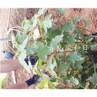 美國紅楓葉色變黃的原因