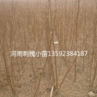 河南千畝刺槐基地，當(dāng)年刺槐小苗一千萬(wàn)顆，多年生2-3-4一百萬(wàn)顆