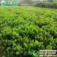 珍品羅漢松 家有羅漢松 世世不受窮 彩葉樹小苗供應(yīng)包存活|江西綠