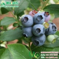 南方夏普藍(lán) 果汁多 果蒂痕小 優(yōu)質(zhì)藍(lán)莓小苗供應(yīng)包存活