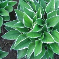 銷售 白玉簪 自玉簪