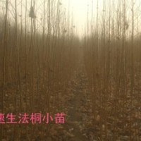 泰安法桐小苗價(jià)格 2米法桐小苗哪里最便宜