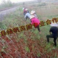 供應(yīng)紫穗槐供貨商-紫穗槐批發(fā)-紫穗槐價格-紫穗槐報價