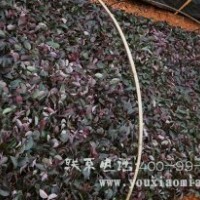 湖南紅繼木種植批發(fā)基地