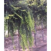 供應(yīng)鹽柳，9901等1-6個(gè)速生柳，合歡，紫薇，木槿。速生白蠟，速