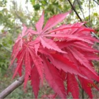 大量供應(yīng)美國紅葉白蠟