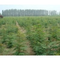 北欒苗山西北欒苗價(jià)格北欒種子1年生北欒小苗