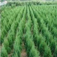 供應(yīng)龍柏 蜀檜 刺柏 鋪地柏 沙地柏