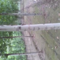 供應(yīng)垂柳、法桐、千頭春、北欒苗