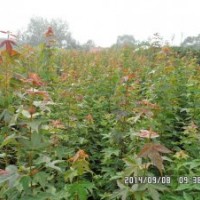 供應(yīng)當(dāng)年五角楓、三角楓、紫丁香、暴馬丁香、黃櫨、紅櫨、北欒實(shí)