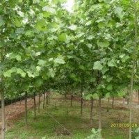 大量供應(yīng)法桐小苗，12---25造型懸鈴木