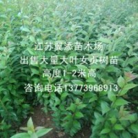 大葉女貞小苗全國(guó)發(fā)苗包活高桿女貞苗