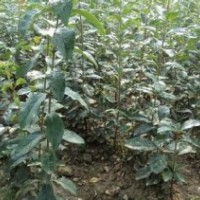 流蘇苗大量廉價提供