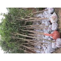 四季桂苗，四季桂樹(shù)（20-200公分高，2-30公分大）