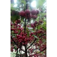 臨沂供應(yīng)北美海棠