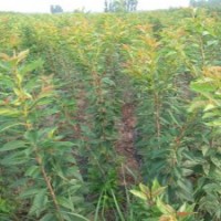 供應(yīng)櫻花小苗，四公分櫻花樹苗批發(fā)，各規(guī)格櫻花價(jià)格