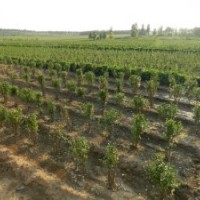 紅葉碧桃的日常養(yǎng)護(hù)決定了它的生長(zhǎng)是否健康