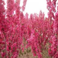 出售純種高原之火海棠苗，北美海棠苗高原之火海棠價(jià)格