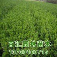 河北白蠟苗木基地白蠟樹苗批發(fā)