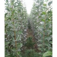 供應(yīng)三年生大葉女貞苗、大葉女貞求購(gòu)、周至1公分大葉女貞報(bào)價(jià)、