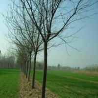 3公分國槐 國槐什么價格 8公分國槐 國槐