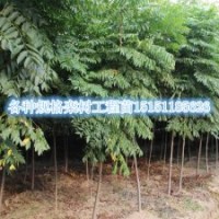 欒樹苗種植基地江蘇1.5米高欒樹苗1米高欒樹小苗