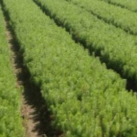 供應(yīng)馬尾松小苗、苗木培育、種植、銷售馬尾松生產(chǎn)基地、造林苗