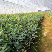 一年生油茶苗/兩年生油茶苗