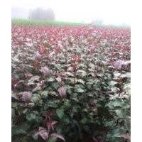 光輝海棠苗，高原直火海棠苗