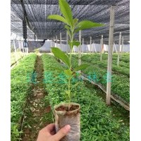 棱角山礬小苗-棱角山礬容器苗-棱角山礬移栽苗基地