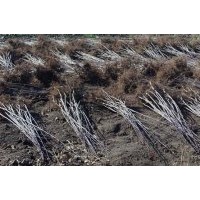 出售密枝紅葉李，吉林紅葉李綠化苗