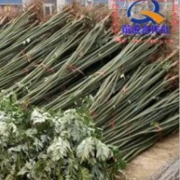 前進苗木大量提供國槐,白蠟,北欒,幼苗及種子,價