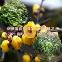 沭陽(yáng)臘梅苗價(jià)格1-2年生臘梅小苗沭陽(yáng)產(chǎn)地